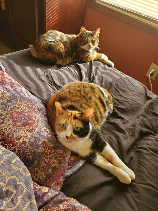 Cats Only Veterinary Clinic Picture 2