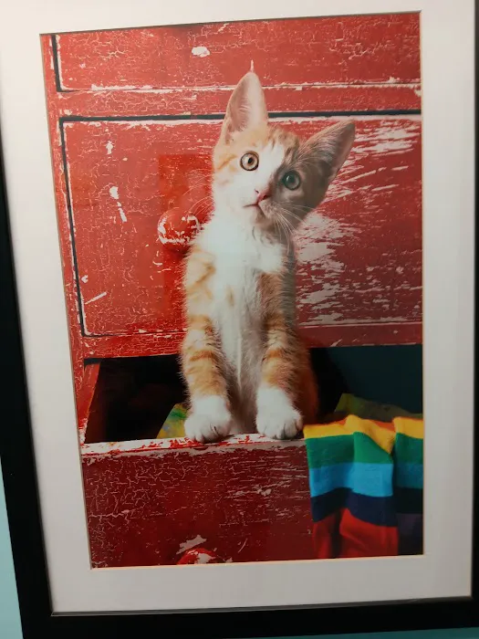 Northarlington Animal Clinic Picture 6