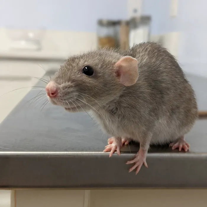 Northarlington Animal Clinic Picture 10