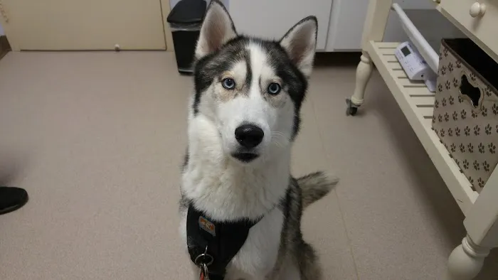 Northarlington Animal Clinic Picture 3