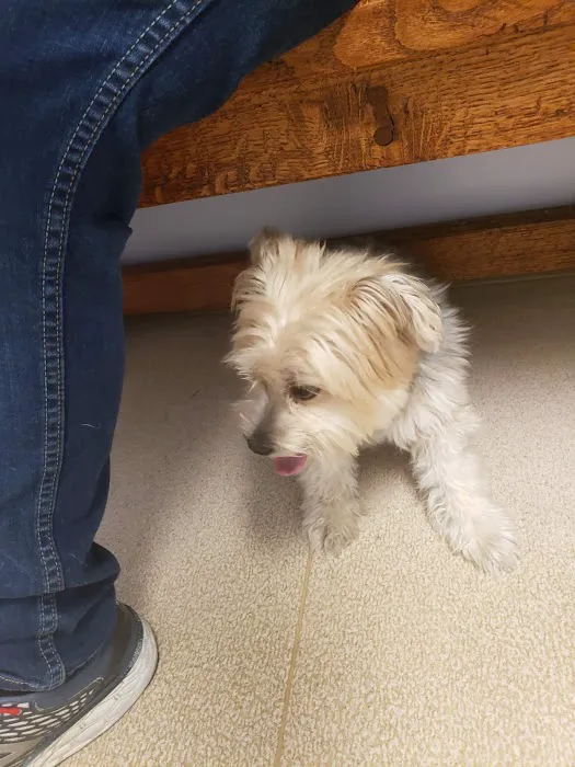 Northarlington Animal Clinic: See Heather L DVM Picture 1