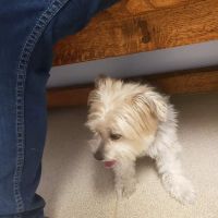 Northarlington Animal Clinic: See Heather L DVM ico