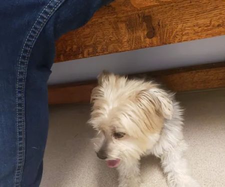 Northarlington Animal Clinic: See Heather L DVM