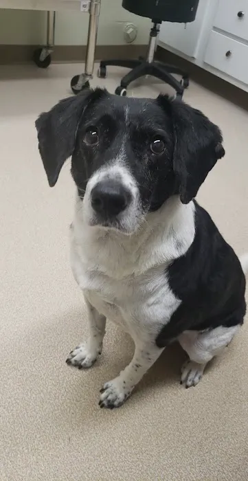 Northarlington Animal Clinic: See Heather L DVM Picture 3