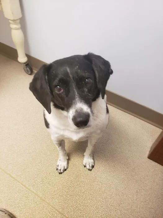 Northarlington Animal Clinic: See Heather L DVM Picture 6