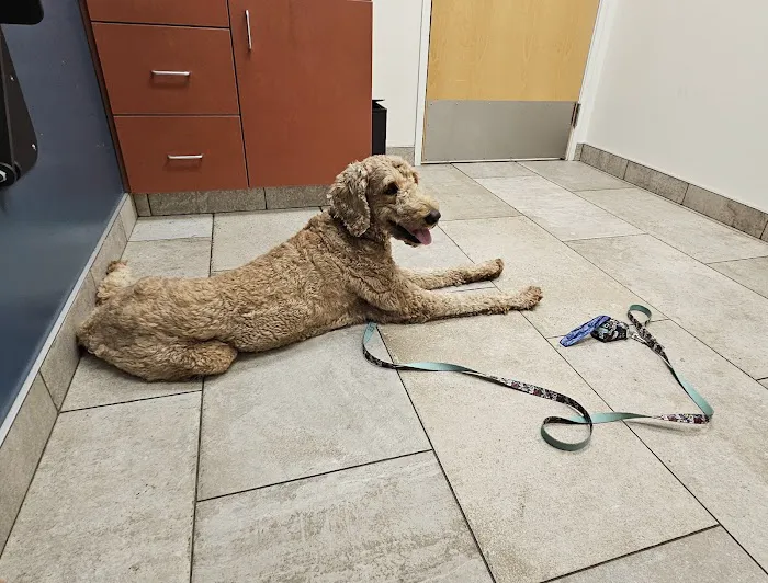 VCA Mill Run Animal Hospital Picture 5
