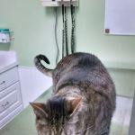 Hilliard Veterinary Hospital