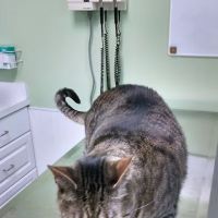 Hilliard Veterinary Hospital ico