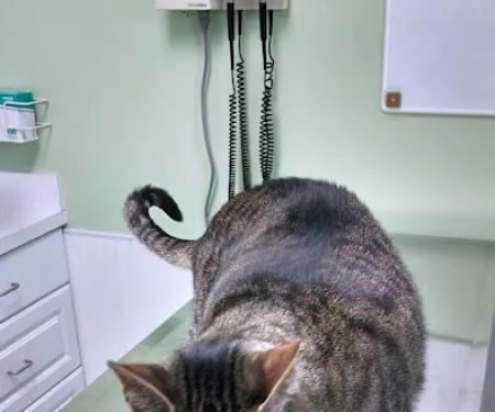 Hilliard Veterinary Hospital