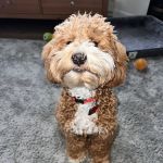 Avery Animal Hospital: Fletcher A North DVM