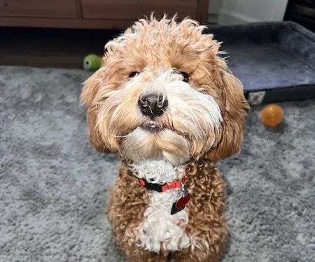 Avery Animal Hospital: Fletcher A North DVM