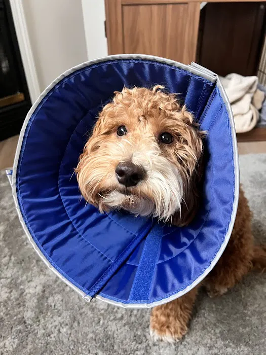 Avery Animal Hospital: Fletcher A North DVM Picture 2