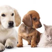 Avery Animal Hospital ico