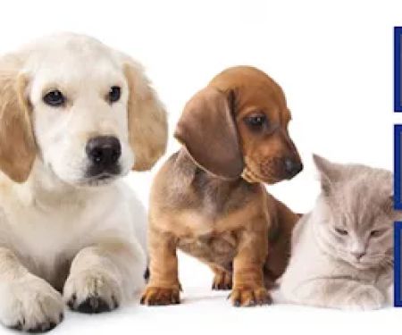 Avery Animal Hospital