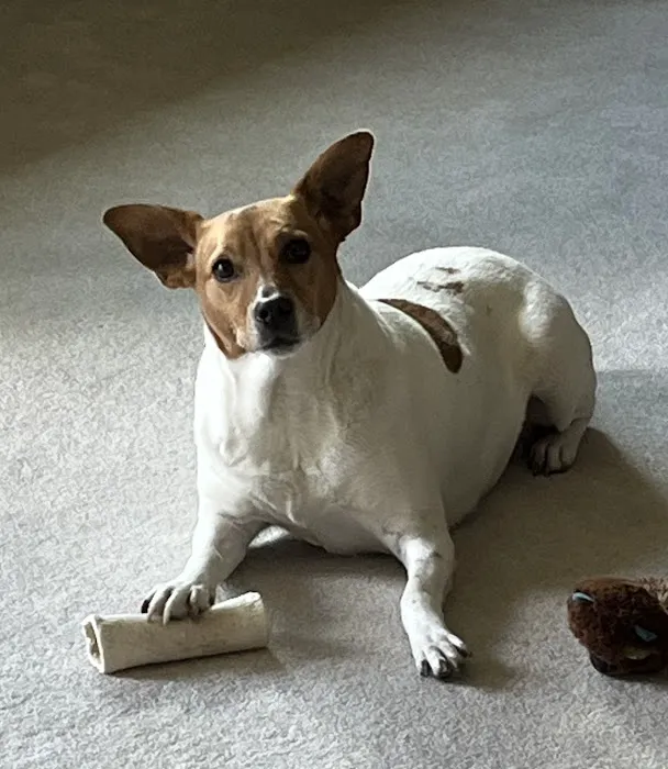 Avery Animal Hospital Picture 4