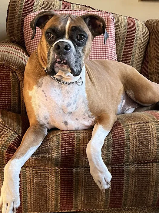 Avery Animal Hospital Picture 10