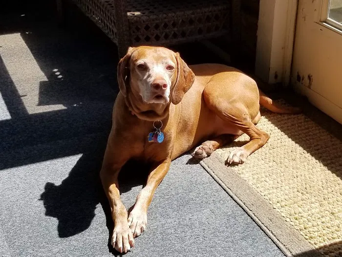 Avery Animal Hospital Picture 8