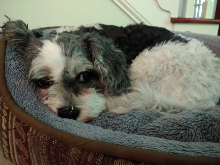 East Hilliard Veterinary Services: Klein Thomas DVM Picture 6