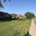 East Hilliard Veterinary Services: Klein Thomas DVM