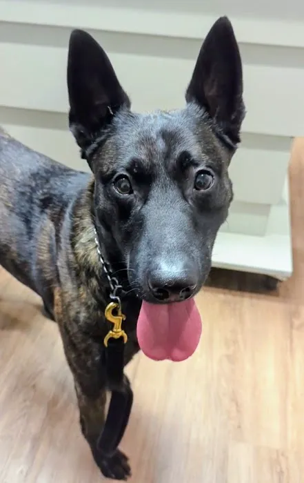 East Hilliard Veterinary Services: Klein Thomas DVM Picture 4