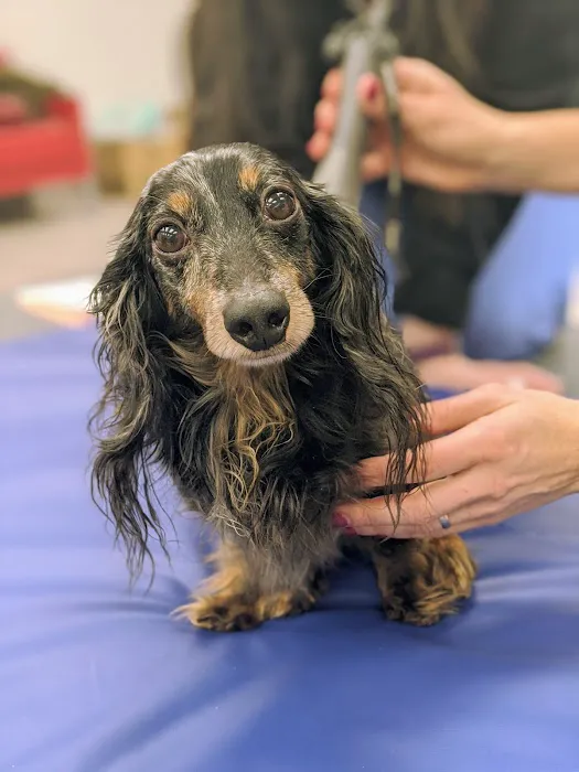East Hilliard Veterinary Services Picture 4