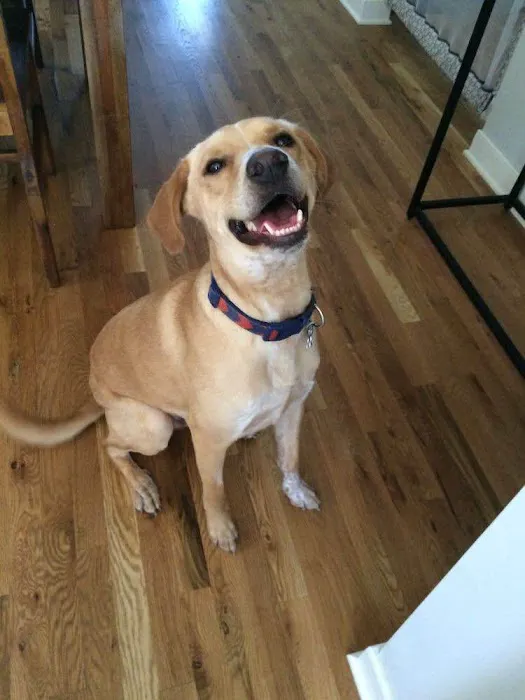 East Hilliard Veterinary Services Picture 8