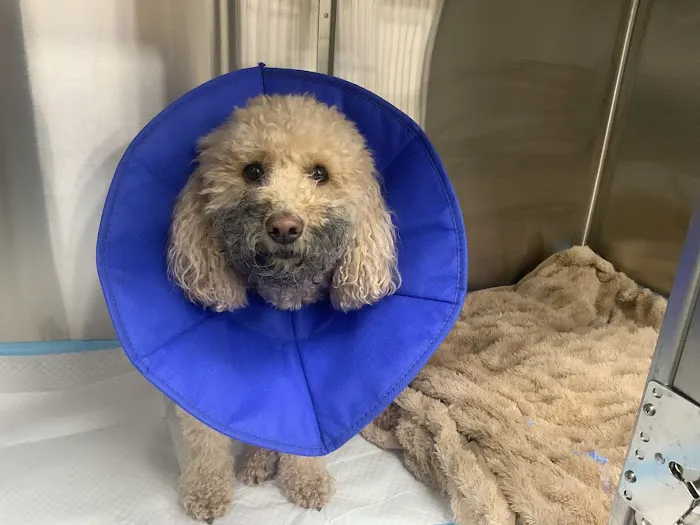 MedVet Hilliard Picture 8
