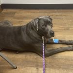 Marysville Animal Care Center