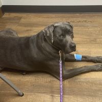 Marysville Animal Care Center ico