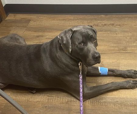 Marysville Animal Care Center