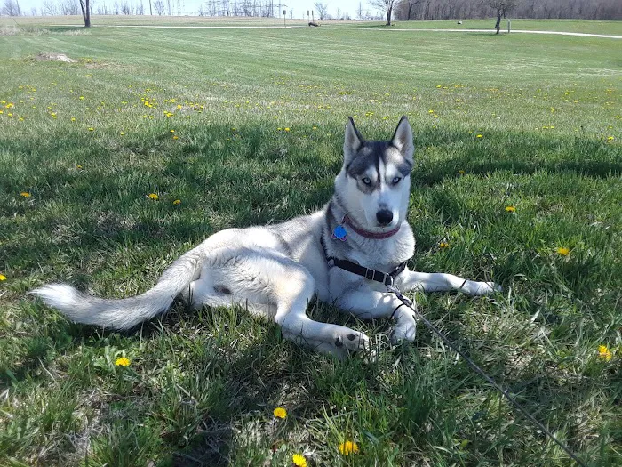 Marysville Animal Care Center Picture 10