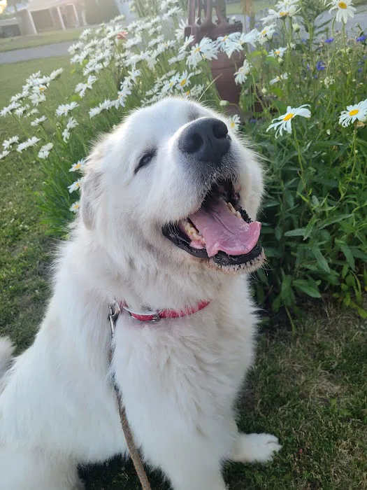 Marysville Animal Care Center Picture 3