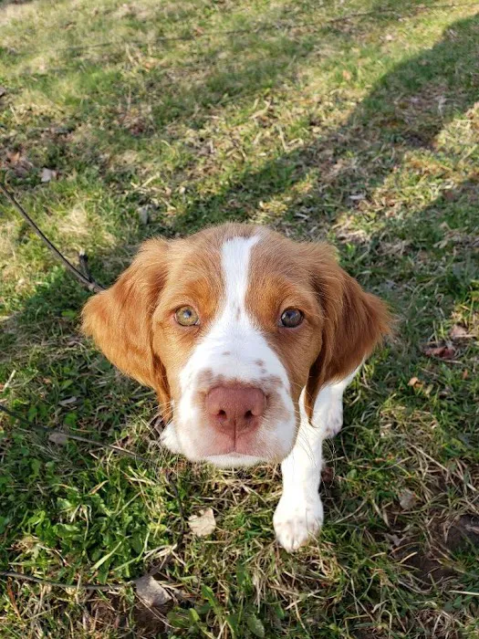 Marysville Animal Care Center Picture 4