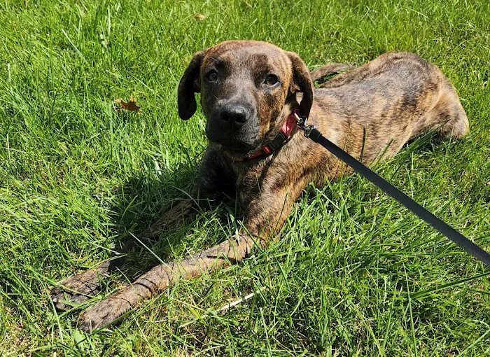Himler Veterinary Services LLC Picture 5