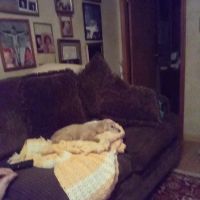 Pets On the Go ico
