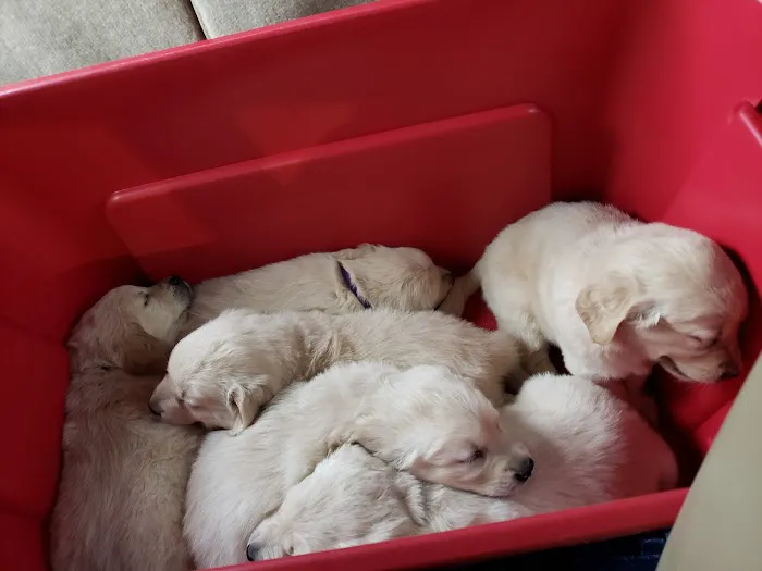 Pets On the Go Picture 2