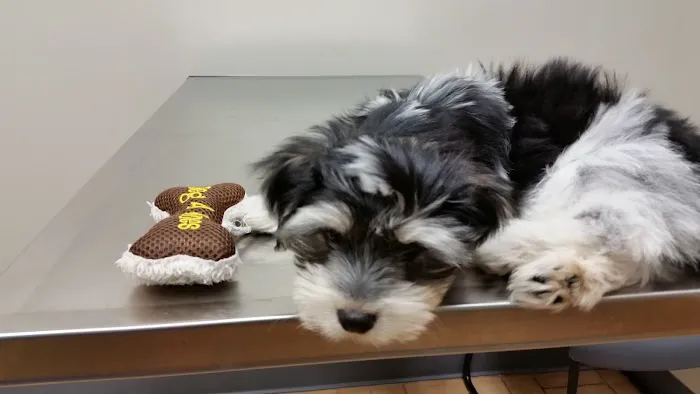 VCA Findlay Animal Care Center Picture 6