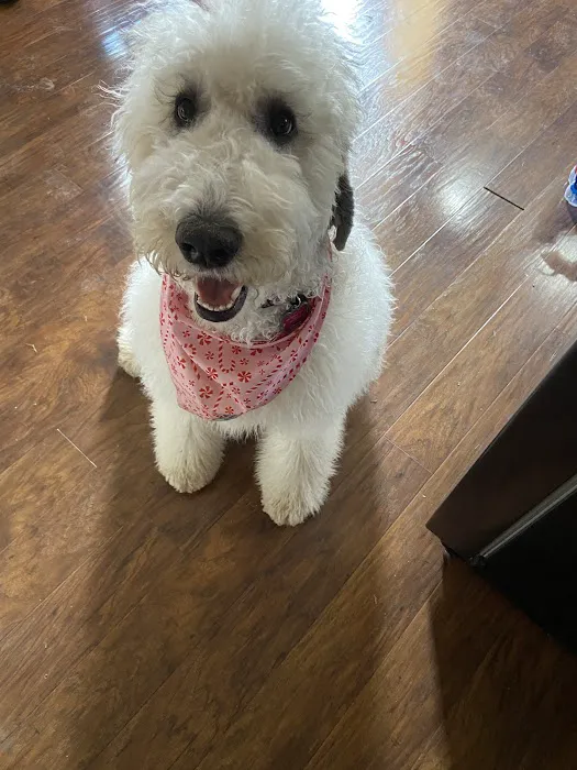VCA Findlay Animal Care Center Picture 9