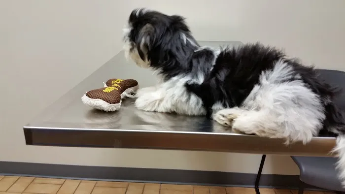 VCA Findlay Animal Care Center Picture 2