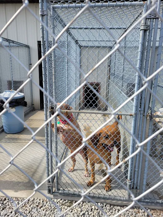 Barking Lot Picture 7