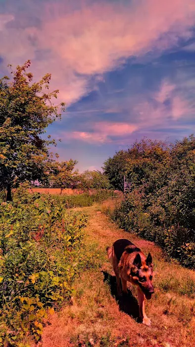 Barking Lot Picture 2
