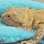 Blanchard Valley Veterinary: Anthony Fuller DVM