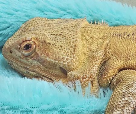 Blanchard Valley Veterinary: Anthony Fuller DVM