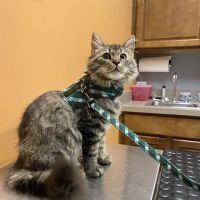 Blanchard Valley Veterinary Clinic ico