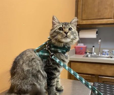 Blanchard Valley Veterinary Clinic