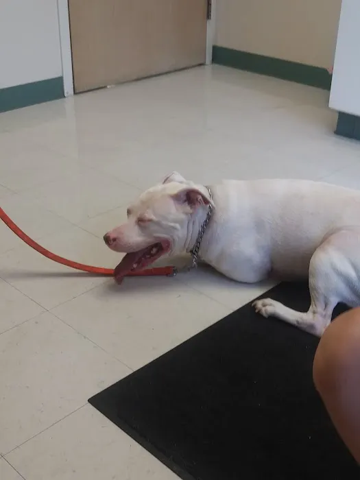 VCA Findlay Animal Hospital Picture 6