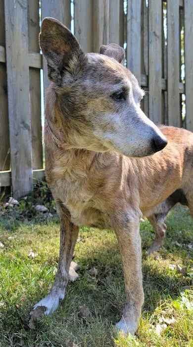 VCA Findlay Animal Hospital Picture 5