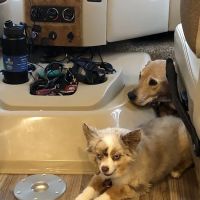 VCA Findlay Animal Hospital ico