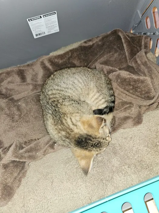 VCA Findlay Animal Hospital Picture 9