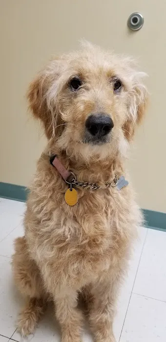 VCA Findlay Animal Hospital Picture 8